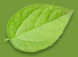 leaf image